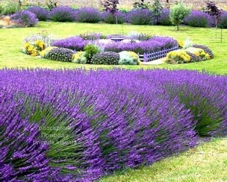 Лаванда Хідкот (Lavandula Hidcote) ФОТО Розсадник рослин Природа (1)