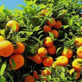 Цитрус Клементин (Citrus clementina) ФОТО Розсадник рослин Природа