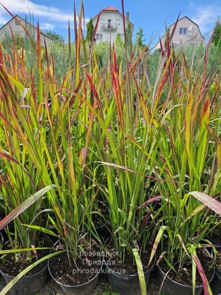 Імперата Ред Барон (Imperata cylindrica Red Baron) ФОТО Розсадник рослин Природа (2)