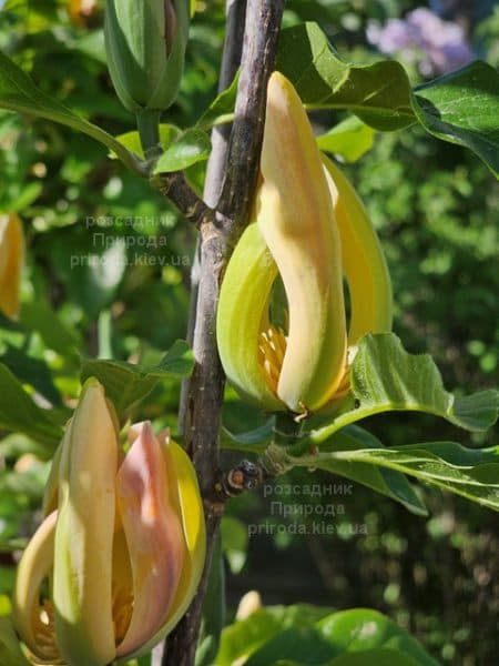 Магнолія Санспайр (Magnolia Sunspire) ФОТО Розсадник рослин Природа (4)