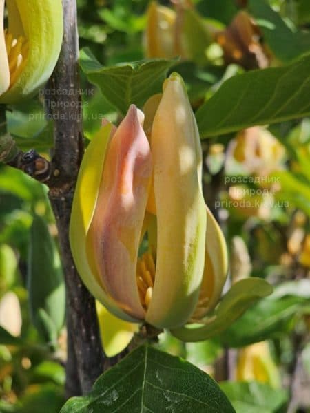 Магнолія Санспайр (Magnolia Sunspire) ФОТО Розсадник рослин Природа (5)