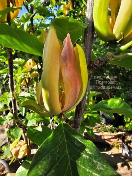 Магнолія Санспайр (Magnolia Sunspire) ФОТО Розсадник рослин Природа (6)