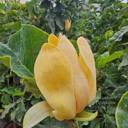 Магнолія Санспайр (Magnolia Sunspire) ФОТО Розсадник рослин Природа (7)