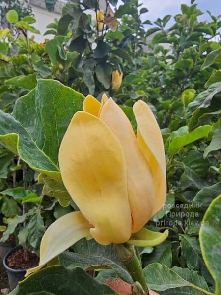 Магнолія Санспайр (Magnolia Sunspire) ФОТО Розсадник рослин Природа (7)