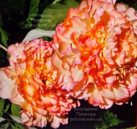 Півонія деревоподібна Jin Ge Kinkaku (Paeonia suffruticosa) ФОТО Розсадник рослин Природа (3)