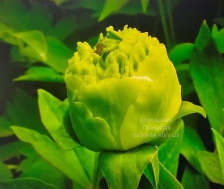 Півонія деревоподібна Green Jade - Lu Mu Ying Yu (Paeonia suffruticosa) ФОТО Розсадник рослин Природа (1)