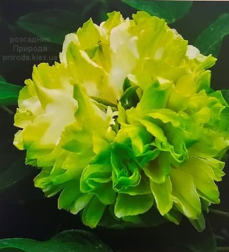 Півонія деревоподібна Green Jade - Lu Mu Ying Yu (Paeonia suffruticosa) ФОТО Розсадник рослин Природа (2)