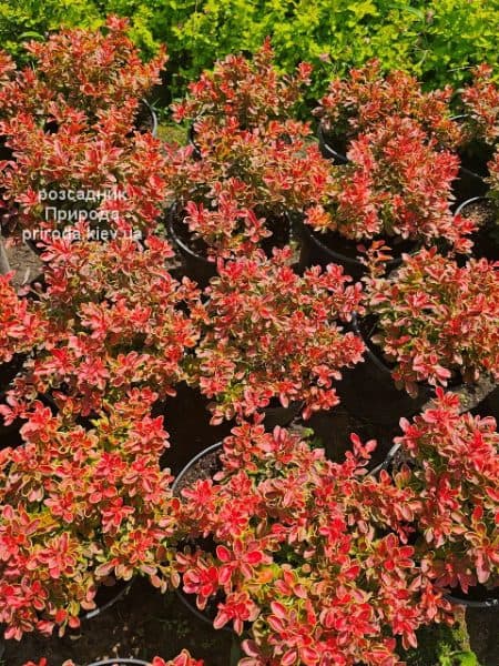 Барбарис Тунберга Адмірейшн (Berberis thunbergii Admiration) ФОТО Розсадник рослин Природа (1)