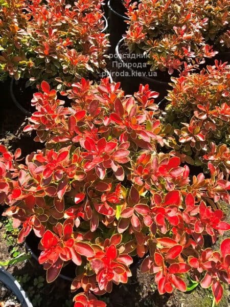 Барбарис Тунберга Адмірейшн (Berberis thunbergii Admiration) ФОТО Розсадник рослин Природа (4)