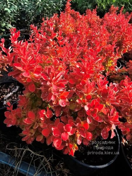 Барбарис Тунберга Оранж Айс (Berberis thunbergii Orange Ace) ФОТО Розсадник рослин Природа (6)