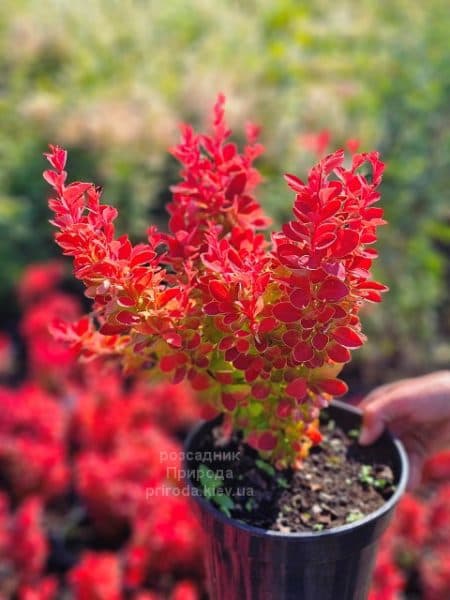 Барбарис Тунберга Оранж Айс (Berberis thunbergii Orange Ace) ФОТО Розсадник рослин Природа (7)