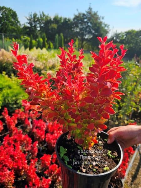 Барбарис Тунберга Оранж Айс (Berberis thunbergii Orange Ace) ФОТО Розсадник рослин Природа (8)