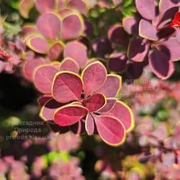 Барбарис Тунберга Оранж Санрайз (Berberis thunbergii Orange Sunrise) ФОТО Розсадник рослин Природа (1)