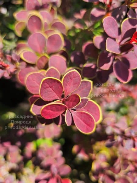 Барбарис Тунберга Оранж Санрайз (Berberis thunbergii Orange Sunrise) ФОТО Розсадник рослин Природа (1)