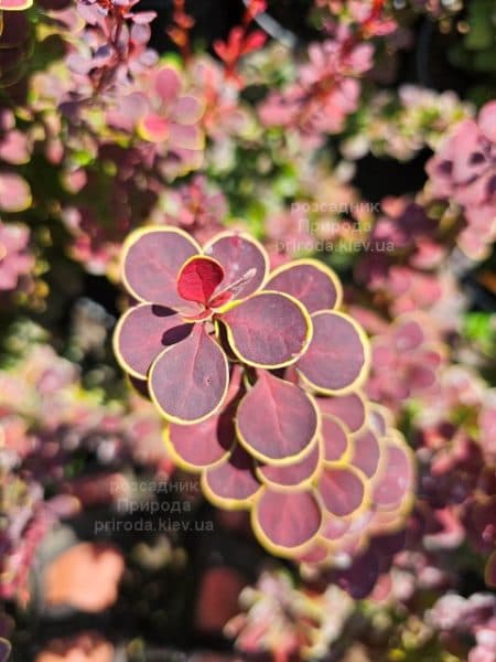 Барбарис Тунберга Оранж Санрайз (Berberis thunbergii Orange Sunrise) ФОТО Розсадник рослин Природа (2)