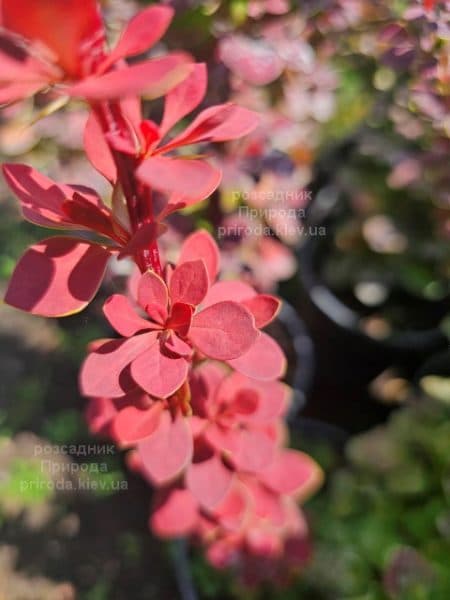 Барбарис Тунберга Оранж Санрайз (Berberis thunbergii Orange Sunrise) ФОТО Розсадник рослин Природа