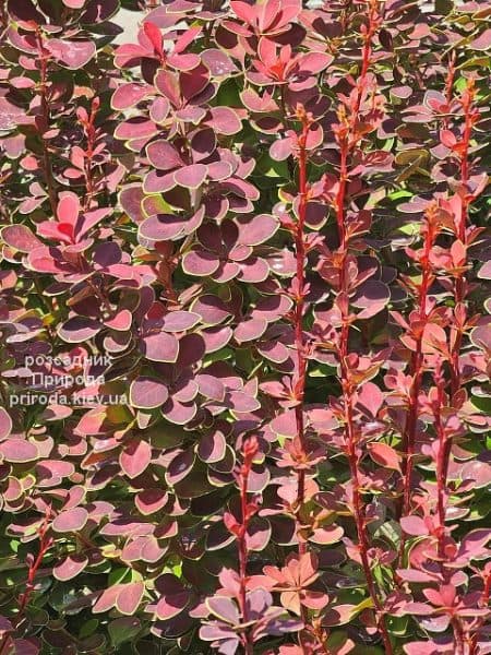 Барбарис Тунберга Оранж Санрайз (Berberis thunbergii Orange Sunrise) ФОТО Розсадник рослин Природа (4)