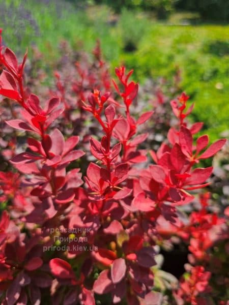 Барбарис Тунберга Ред Компакт (Berberis thunbergii Red Compact) ФОТО Розсадник рослин Природа (1)