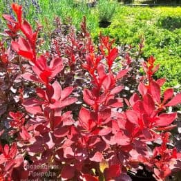 Барбарис Тунберга Ред Компакт (Berberis thunbergii Red Compact) ФОТО Розсадник рослин Природа (2)