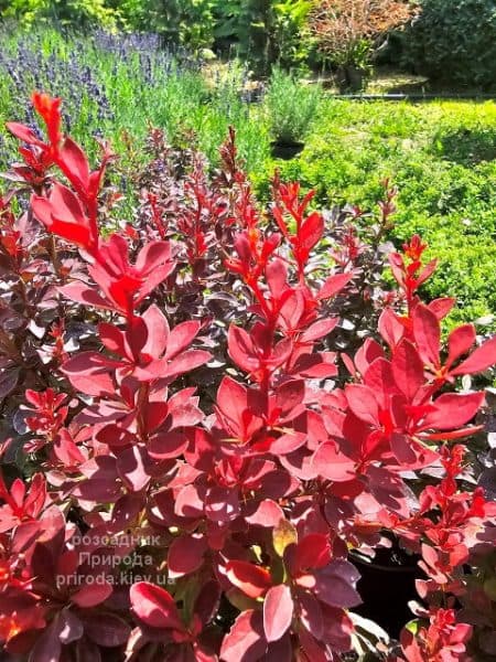 Барбарис Тунберга Ред Компакт (Berberis thunbergii Red Compact) ФОТО Розсадник рослин Природа (2)