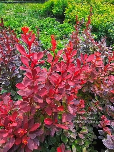 Барбарис Тунберга Ред Компакт (Berberis thunbergii Red Compact) ФОТО Розсадник рослин Природа (3)