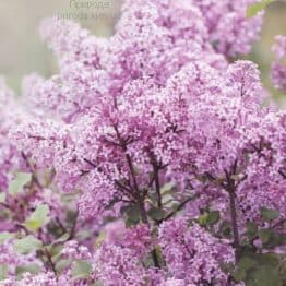 Бузок Мейєра Палібін (Syringa meyeri Palibin) ФОТО Розсадник рослин Природа (2)