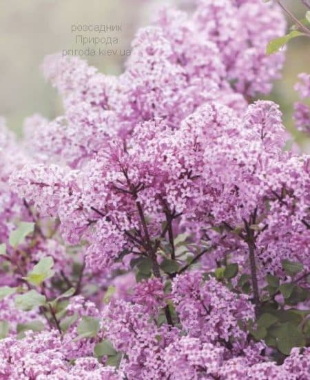 Бузок Мейєра Палібін (Syringa meyeri Palibin) ФОТО Розсадник рослин Природа (2)