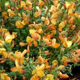 Рокитник Ейпрікот Джем (Cytisus Apricot Gem) ФОТО Розсадник рослин Природа (2)