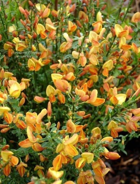 Рокитник Ейпрікот Джем (Cytisus Apricot Gem) ФОТО Розсадник рослин Природа (2)