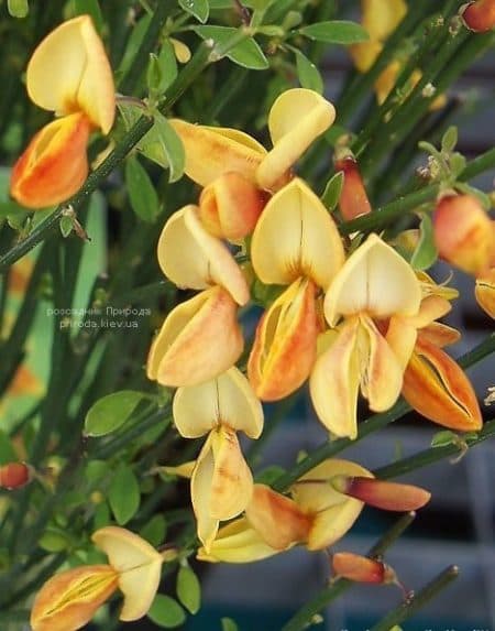 Рокитник Ейпрікот Джем (Cytisus Apricot Gem) ФОТО Розсадник рослин Природа (3)