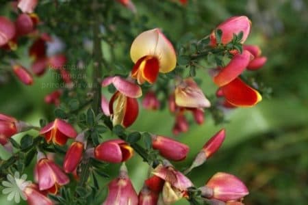 Рокитник Голдфінч (Cytisus Goldfinch) ФОТО Розсадник рослин Природа (1)