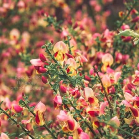 Рокитник Голдфінч (Cytisus Goldfinch) ФОТО Розсадник рослин Природа (5)