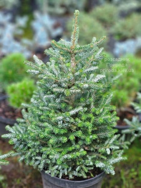 Ялиця корейська Сілберлок (Abies koreana Silberlocke) ФОТО Розсадник рослин Природа (2)