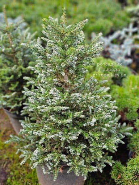 Ялиця корейська Сілберлок (Abies koreana Silberlocke) ФОТО Розсадник рослин Природа (3)