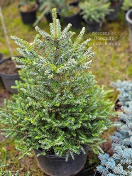 Ялиця корейська Сілберлок (Abies koreana Silberlocke) ФОТО Розсадник рослин Природа (5)