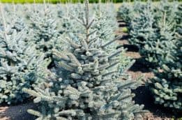 Ялина блакитна Супер Блю Сідлінгс (Picea pungens Super Blue Seedlings) ФОТО Розсадник рослин Природа (1)