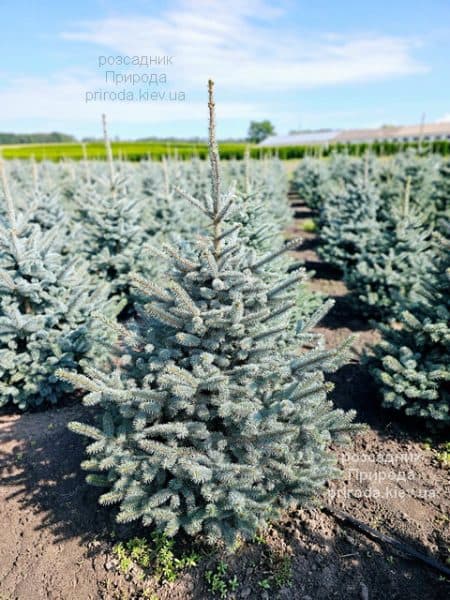 Ялина блакитна Супер Блю Сідлінгс (Picea pungens Super Blue Seedlings) ФОТО Розсадник рослин Природа (1)