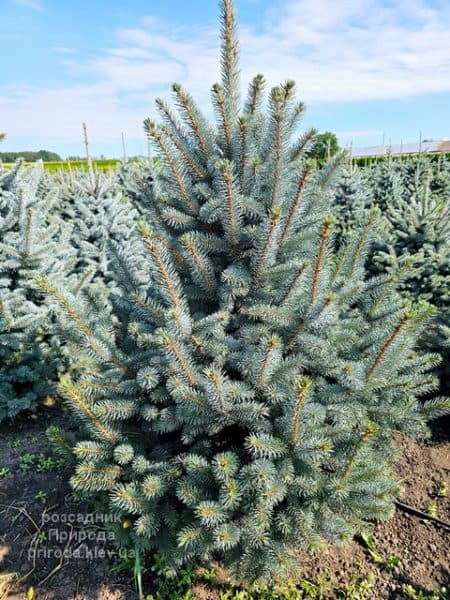 Ялина блакитна Супер Блю Сідлінгс (Picea pungens Super Blue Seedlings) ФОТО Розсадник рослин Природа (10)