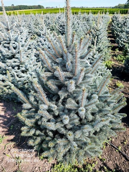 Ялина блакитна Супер Блю Сідлінгс (Picea pungens Super Blue Seedlings) ФОТО Розсадник рослин Природа (11)