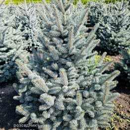 Ялина блакитна Супер Блю Сідлінгс (Picea pungens Super Blue Seedlings) ФОТО Розсадник рослин Природа (12)