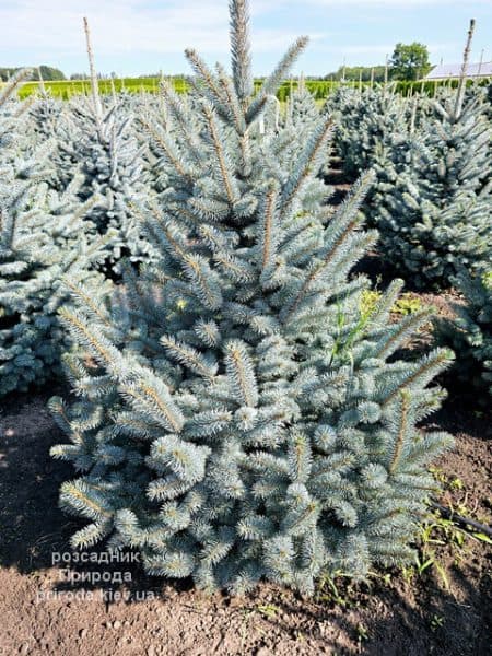 Ялина блакитна Супер Блю Сідлінгс (Picea pungens Super Blue Seedlings) ФОТО Розсадник рослин Природа (12)