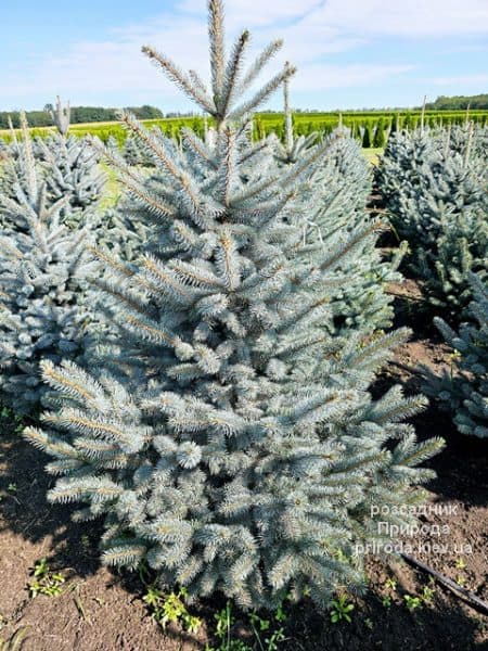 Ялина блакитна Супер Блю Сідлінгс (Picea pungens Super Blue Seedlings) ФОТО Розсадник рослин Природа (13)