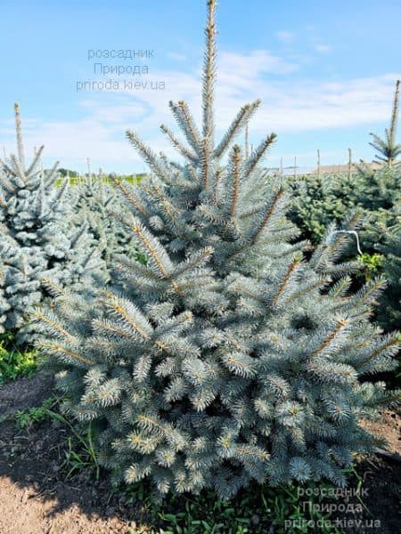 Ялина блакитна Супер Блю Сідлінгс (Picea pungens Super Blue Seedlings) ФОТО Розсадник рослин Природа (2)