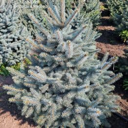 Ялина блакитна Супер Блю Сідлінгс (Picea pungens Super Blue Seedlings) ФОТО Розсадник рослин Природа (3)