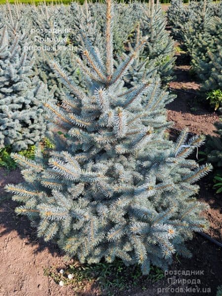 Ялина блакитна Супер Блю Сідлінгс (Picea pungens Super Blue Seedlings) ФОТО Розсадник рослин Природа (3)