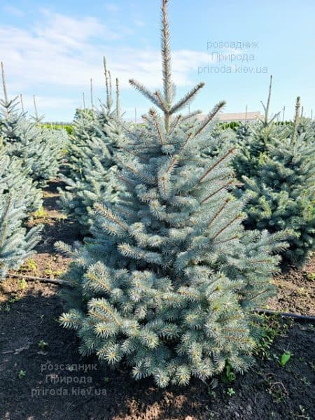 Ялина блакитна Супер Блю Сідлінгс (Picea pungens Super Blue Seedlings) ФОТО Розсадник рослин Природа (4)