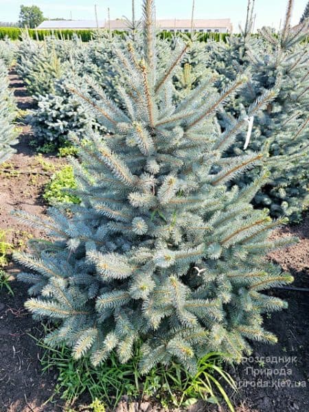 Ялина блакитна Супер Блю Сідлінгс (Picea pungens Super Blue Seedlings) ФОТО Розсадник рослин Природа (5)