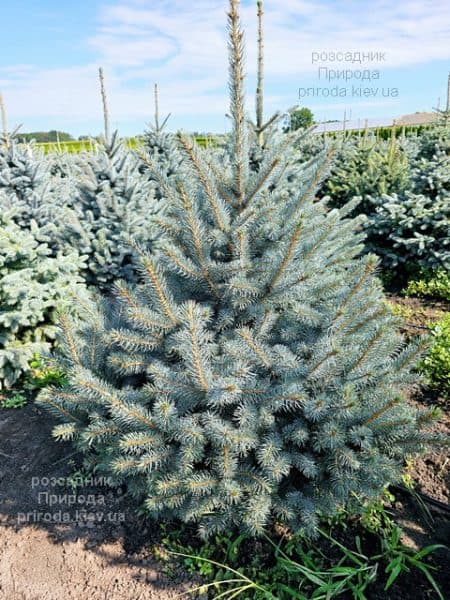 Ялина блакитна Супер Блю Сідлінгс (Picea pungens Super Blue Seedlings) ФОТО Розсадник рослин Природа (6)