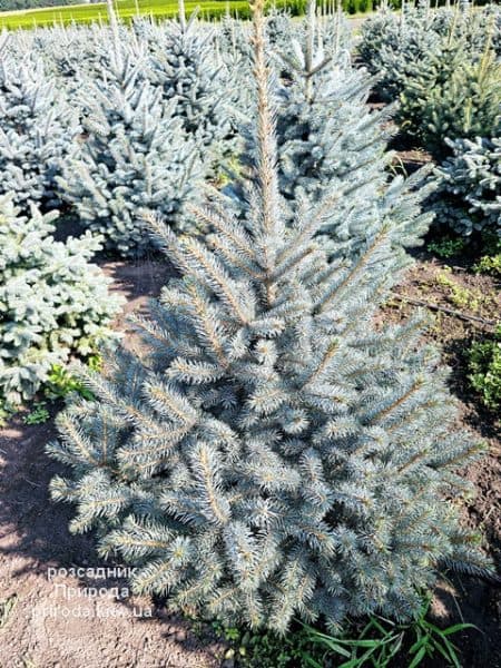 Ялина блакитна Супер Блю Сідлінгс (Picea pungens Super Blue Seedlings) ФОТО Розсадник рослин Природа (7)