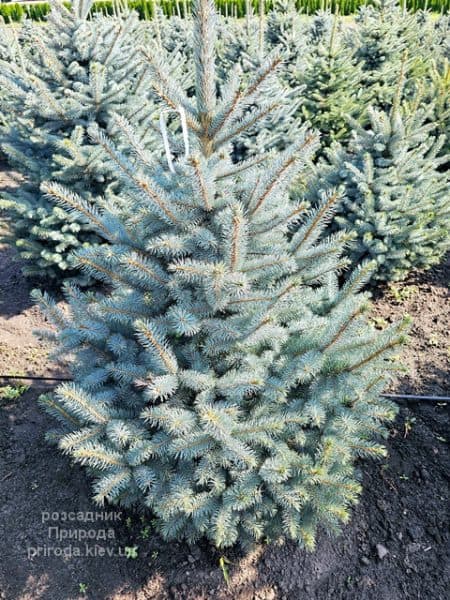 Ялина блакитна Супер Блю Сідлінгс (Picea pungens Super Blue Seedlings) ФОТО Розсадник рослин Природа (8)